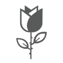 Blomma Rose